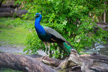 peacock on the rocks
