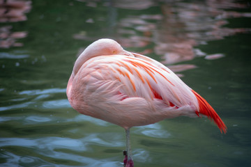 relaxing flamingo