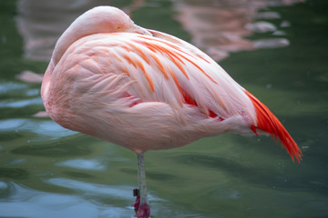 relaxing flamingo