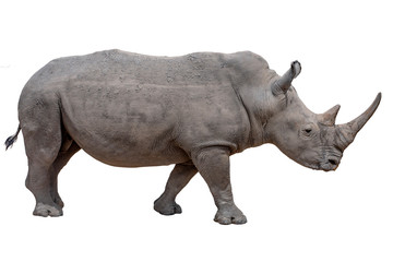 Fototapeta premium Rhinoceros isolated on white background.