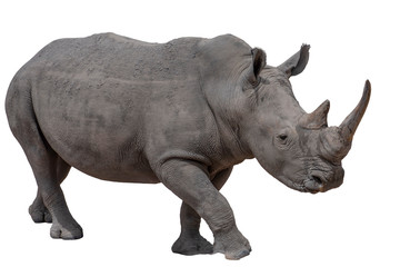 Rhinoceros isolated on white background.