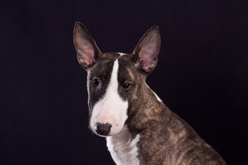 Dog breed mini bull terrier portrait on a black background