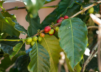 Coffee plantation in Myanmar
