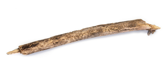 Tree stick isolated