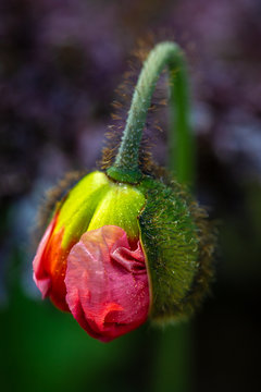 Poppy about to bloom