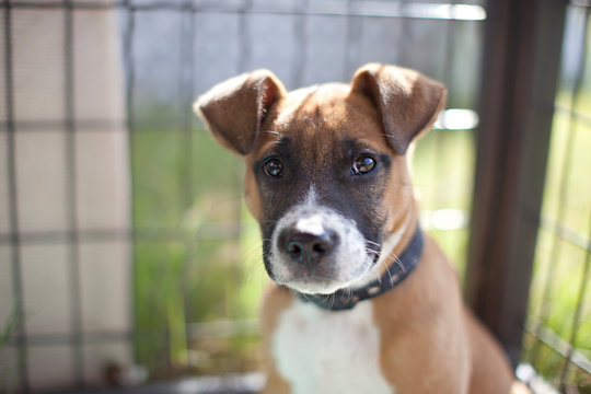 Portrait of a dog