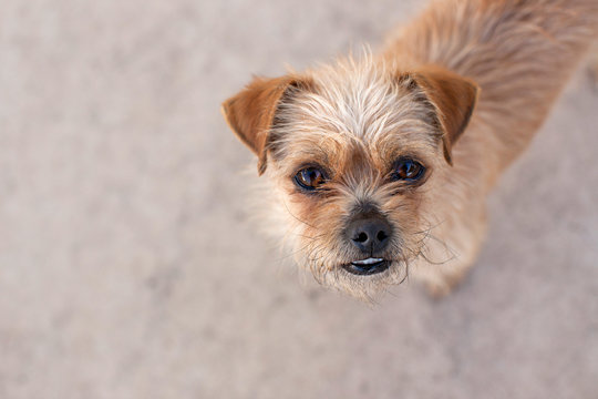 Portrait of a dog