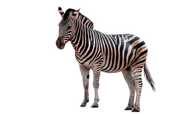 Obraz na płótnie Canvas Zebra Isolated on White background.
