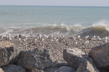 Seagulls standing on stone. In the background sea
