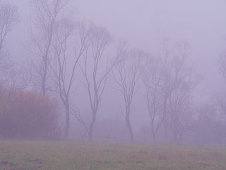 Obraz na płótnie Canvas Carpatian mountains at the fog