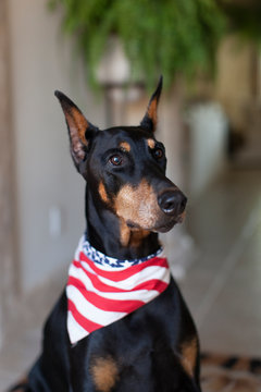 portrait of doberman