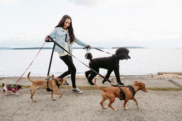 Teenage girl walking dogs