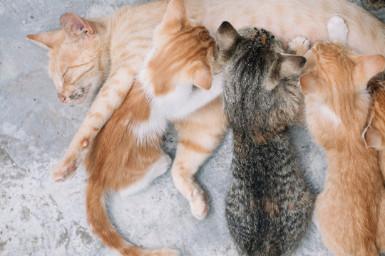 Kittens sucking milk from mother