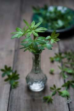 sweet woodruff