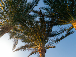 Fototapeta na wymiar Image of three palm trees against bright blue sky and sun light