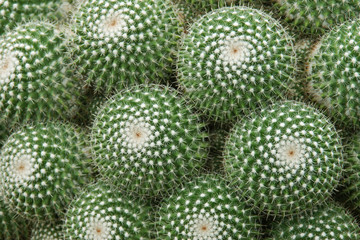 Closeup of Cactus, Mammillaria sp. as Natural Texture Background