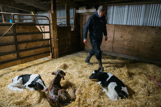 Dairy farmer looking at newborn calves