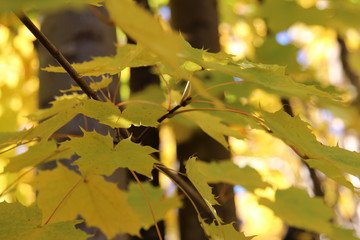 Herbst Concept, goldene Blätter