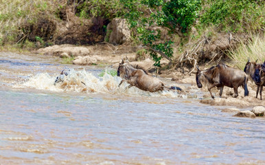 Crossing. Kenya. National park. The wildebeest and the zebras cr