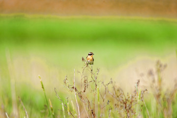 Stonechat. Stonechats are robin sized birds.