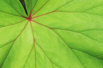 Green Leaf Red Vein of Begonia Plant as Natural Texture Background