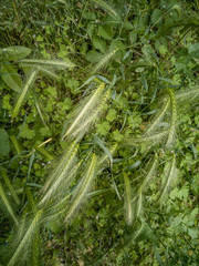 Spighe di grano su sfondo verde per usi di marketing e pubblicità