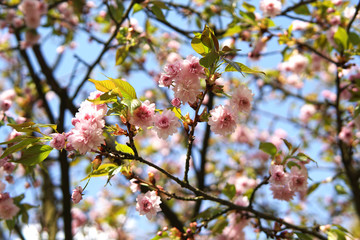 Sakura. Cherry blossom in springtime, beautiful pink flowers