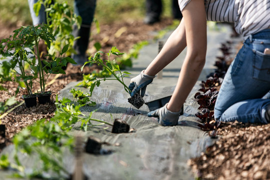 Farm: Woman Placing Young Tomato Plants Spaced Apart
