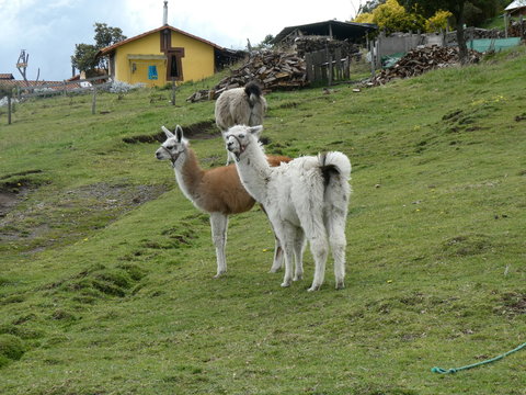 Alpakas in Ecuador am Fuße des Cotopax