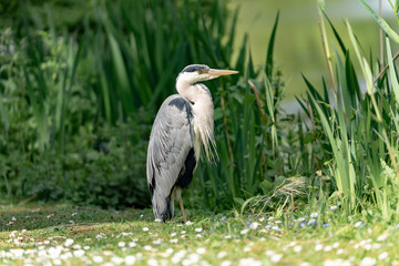 great blue heron by the lake