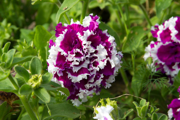 Fototapeta premium Petunia 'Duo-Double' in summer garden