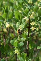 The bee sat on the honeysuckle flower.