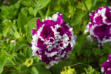 Petunia 'Duo-Double' in summer garden