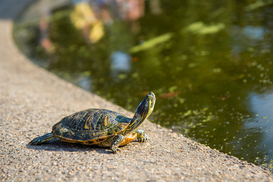 A Red-Eared Slider (Trachemys scripta elegans) Terrapin from the Turtle Pond in Central Park New York basking in the summer sunshine on rocks