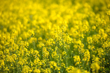Bright yellow flowers on a field of blooming canola.