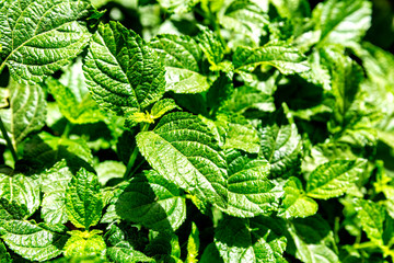 Green foliage in bright sunlight, close-up, background.