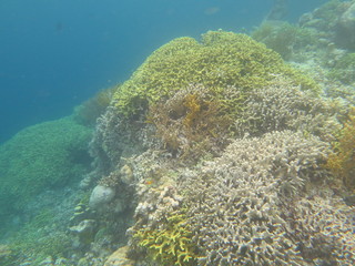 Naklejka na ściany i meble arrecife de coral