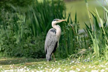 great blue heron by the lake