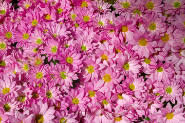 Large group of pink daisy flowers