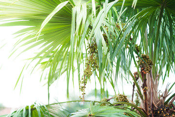 Palm leaves and separate bright white sky background, on the day after rain.