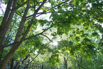 suns shines through the green leaves of trees