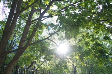 suns shines through the green leaves of trees