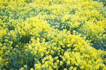 Yellow spring flowers in the field