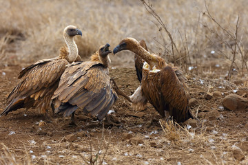 The white-backed vulture (Gyps africanus) fighting for the carcasses.Typical behavior of bird...