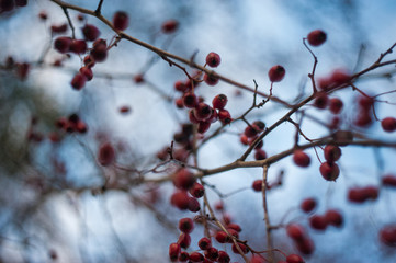 A Cotoneaster bush with lots of red berries on branches, autumnal background. Close-up colorful autumn wild bushes with red berries in the park shallow depth of field.