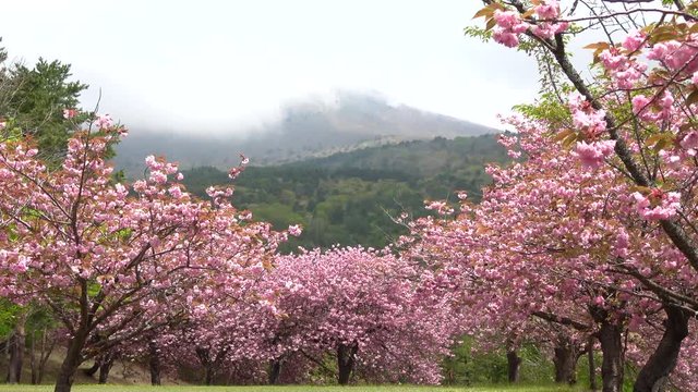 天鏡台の八重桜（福島県・猪苗代町）
