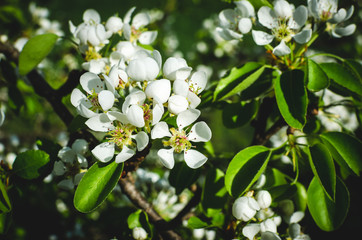 Obraz na płótnie Canvas The flowering buds of the pear close-up. Flowering pear