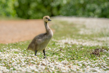 little duckling in the grass
