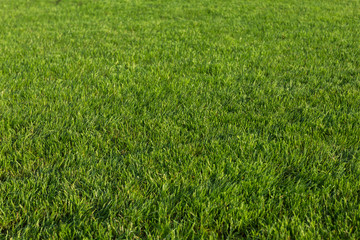 Green grass texture for background.