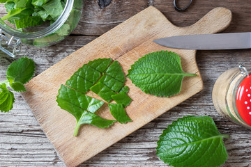 Cutting up fresh silver spurflower to prepare syrup